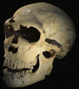 Crâne de Néanderthalien CNRS