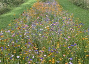 Chemin de Paix ©photo Eric Desordre
