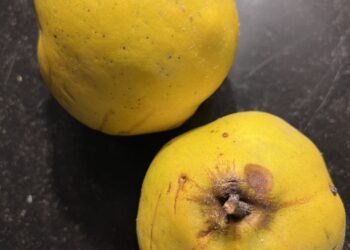 Ceci n'est pas une poire © Eric Desordre 2025