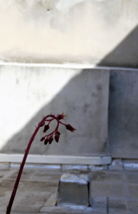 Espoir ©Matteo Vergnes 2025