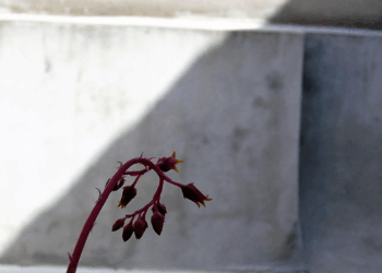 Espoir ©Matteo Vergnes 2025