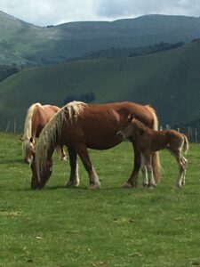 Potioks © Eric Desordre Potioks © Eric Desordre