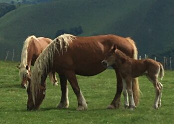 Potioks © Eric Desordre