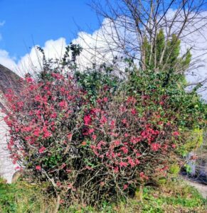 Cognassier du Japon Joël Mansa