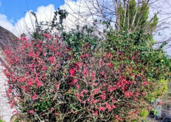 Cognassier du Japon Joël Mansa