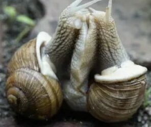 Escargotsjpg